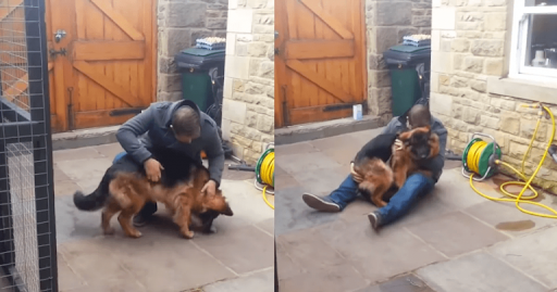 A German Shepherd Collapsed Into His Owner's Arms With A Whimper Of Pure Joy