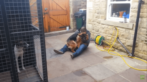 A German Shepherd Collapsed