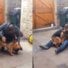 Separated For What Felt Like Forever, A German Shepherd Collapsed Into His Owner's Arms With A Whimper Of Pure Joy.