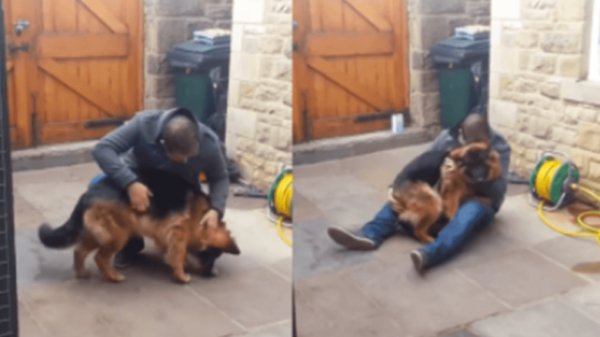 Separated For What Felt Like Forever, A German Shepherd Collapsed Into His Owner's Arms With A Whimper Of Pure Joy.