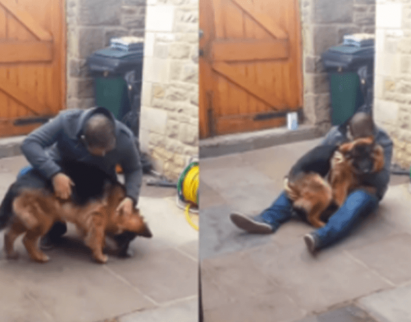 Separated For What Felt Like Forever, A German Shepherd Collapsed Into His Owner's Arms With A Whimper Of Pure Joy.